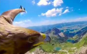 Águila volando