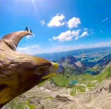 Aprender a volar Águila volando